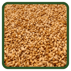 (image for) Wheat - Whole
